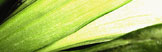 flower-04